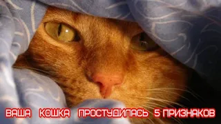 Ваша кошка простудилась  5 признаков  Your cat has caught a cold 5 signs