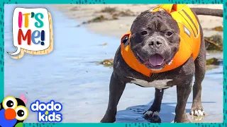 Surfing Dog OBSESSED With Catching The Perfect Wave | Dodo Kids | It’s Me!