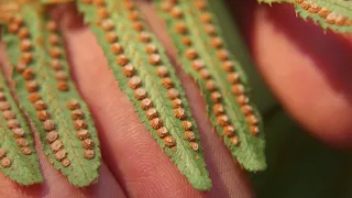 sword fern - Polystichum munitum. Identification and characteristics