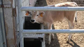 Allevamento di razza Chianina a stabulazione libera