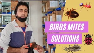 Mites in Birds and Solution! #rahimalidhillon #Dhillonaviary #lovebird #breeding