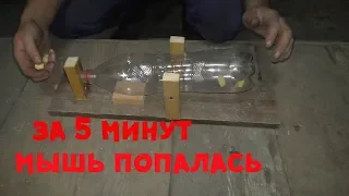 Сделай сам! Очень простая мышеловка из бутылки провереннаяEasy MouseRat Trap