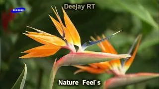 RIDDLETRAXX [Deejay RT] - Nature Feel`s (Video - Official samsung Demo The Beauty Of Nature)