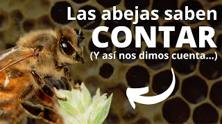 ¿Qué tan inteligentes son los insectos?