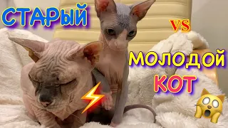 СТАРЫЙ и МОЛОДОЙ КОТ 😱 КТО ПЕРЕПРЫГНЕТ СТЕНУ из БУМАГИ?