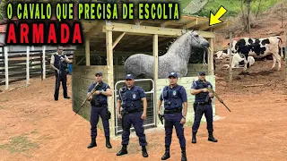 É ASSIM QUE VIVE O CAVALO DE 16,5 MILHÕES,O CAVALO MAIS CARO DO BRASIL