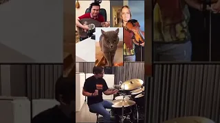 Поющий кот. Музыканты. A singing cat. Musicians.