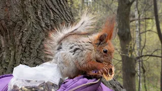 Любитель грецких орехов 🎶 #squirrel