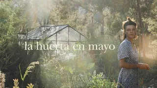 Plantas Parásitas y Cultivos de Verano - El Huerto en Mayo