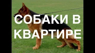 Не заводите в квартирах собак и кошек