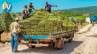 Cómo se produce el aceite de oliva en grandes cantidades en megafábricas