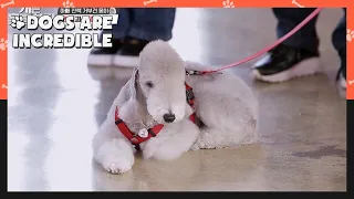 Why is Mong refusing to walk with the husband? (Dogs are incredible) | KBS WORLD TV 210127