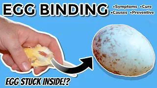Egg Binding in Birds | Causes, Symptoms & Cures