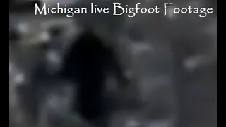 Impressive Michigan Bigfoot video.  Sasquatch walks past a live cam