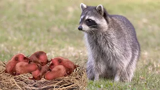 How Mother Raccoon Giving Birth To Cute Babies