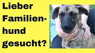 Lieber Familienhund gesucht? Hier erfährst du worauf du achten musst