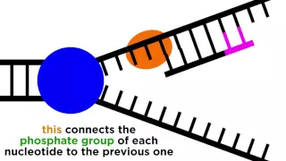 DNA Replication: Copying the Molecule of Life