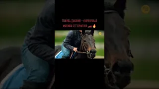 Техника дыхания у лошадей