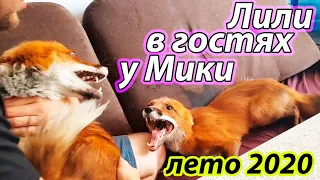 Лисичка Лили в гостях у Лиса Мики - Жизнь с Лисой / MIKI THE FOX