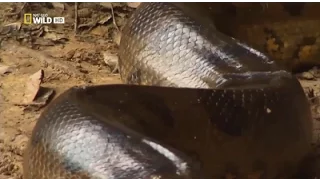 Anaconda Silent Killer - Documentary New  2015