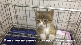 Витебский приют для животных