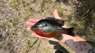 FL swamp fishing #bassfishing #bluegillfishing