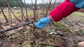 Remontantinių (rudeninių) aviečių stiebų kirpimas pavasarį