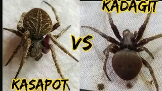 the giants double-headed philippines spider / spider fight