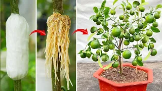 Simple technique to quickly propagate lemon trees by cuttings without using soil