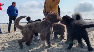 Portuguese Waterdog Beachwalk 2019