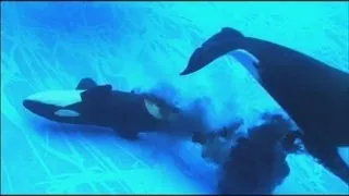 シャチの赤ちゃん誕生 名古屋港水族館で初