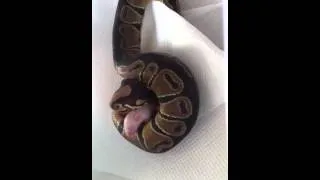 feeding my python