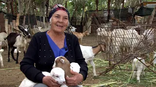 PRODUCE Y APORTA   PROGRAMA 32   PRINCIPIOS DE LA GENÉTICA CAPRINA