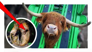 HELPING a HIGHLAND BULL in SERIOUS PAIN