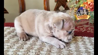 Cute Puppy Bulldog 4 weeks old / Lilac Fawn Merle Girl English Bulldog