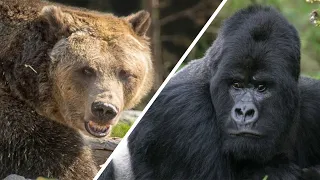 Gorilla Vs Grizzly - Wer würde gewinnen? / Dokumentation