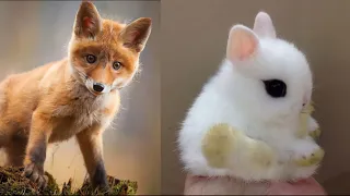 AWW SO CUTE! Cutest baby animals Videos Compilation Cute moment of the Animals-part-1