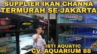 Review Harga IKAN CHANNA TERMURAH Di Supplier Ikan Channa Jakarta ISTI AQUATICS CV AQUARIUM 88