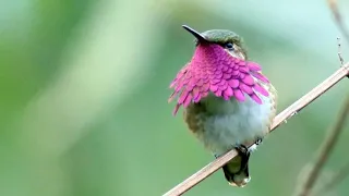 Aves de México