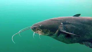 Tauchen im Rhein 2017