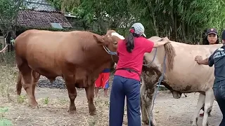Buffalo bull Carolina pantera en la ciudad' | Toro y Vaca 2021krycie koni zimnokrwistych sokólskish
