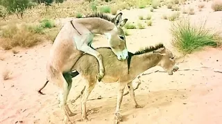 Donkeys enjoying in my village# youtubeshorts #donkey gadha   #donkeyskong #viralvideo