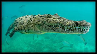 ✔ THE SALTWATER CROCODILE - Surprising Characteristics and Facts🐊The most powerful animal bite🦷