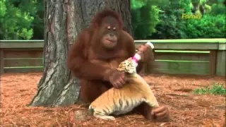 Orangutan Babysits Tiger Cubs AnimalsMedia