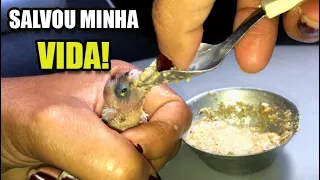 Alimentei o Periquito REJEITADO na Papinha + FIZ UMA COLHER PARA ALIMENTAR AVES