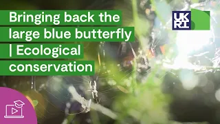 Bringing back the large blue butterfly - Jeremy Thomas | Ecological conservation