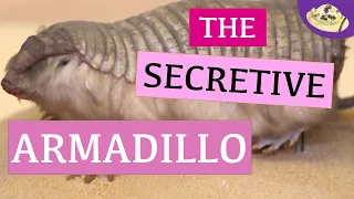 What is a Pink Fairy Armadillo? 5 Fast Animal Facts You NEED to Know | Weird & Wonderful