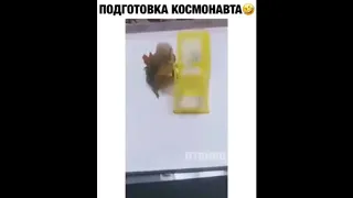 Попугай и хомяк