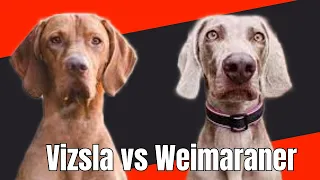 Vizsla vs Weimaraner | Everything You should Know About @relaxyourpetdog