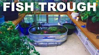 I built a fish trough in my greenhouse!